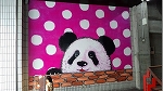 panda: image 3 0f 3